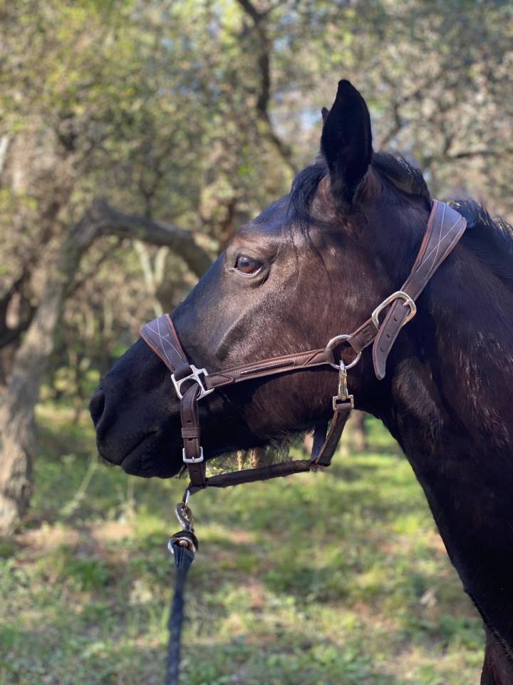 Poney D 7 ans polyvalent tous niveaux