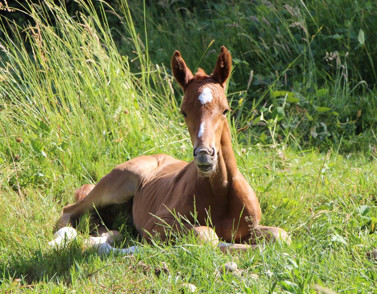 Poulain SF qoud'coeur de la loge x rosire 