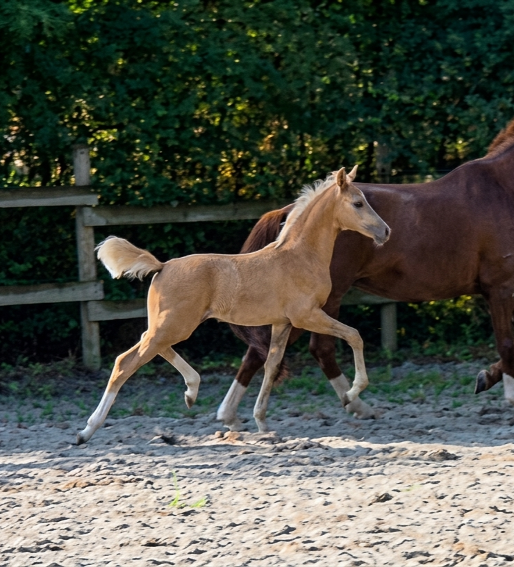 Superbe pouliche palomino 