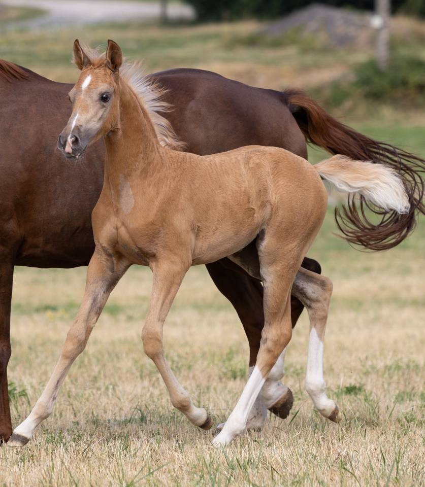 Superbe pouliche palomino 