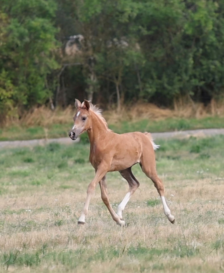 Superbe pouliche palomino 