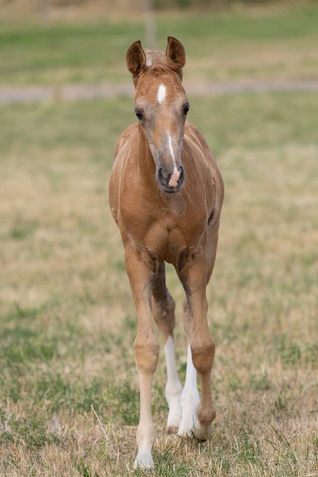 Superbe pouliche palomino 