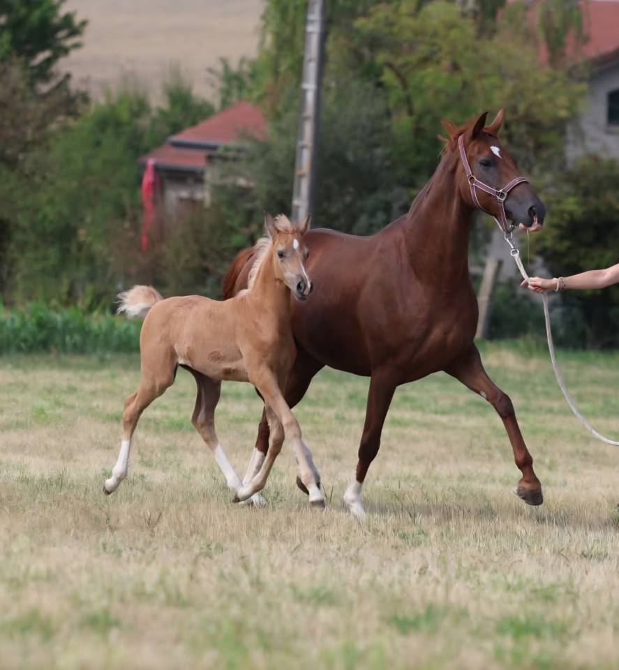 Superbe pouliche palomino 