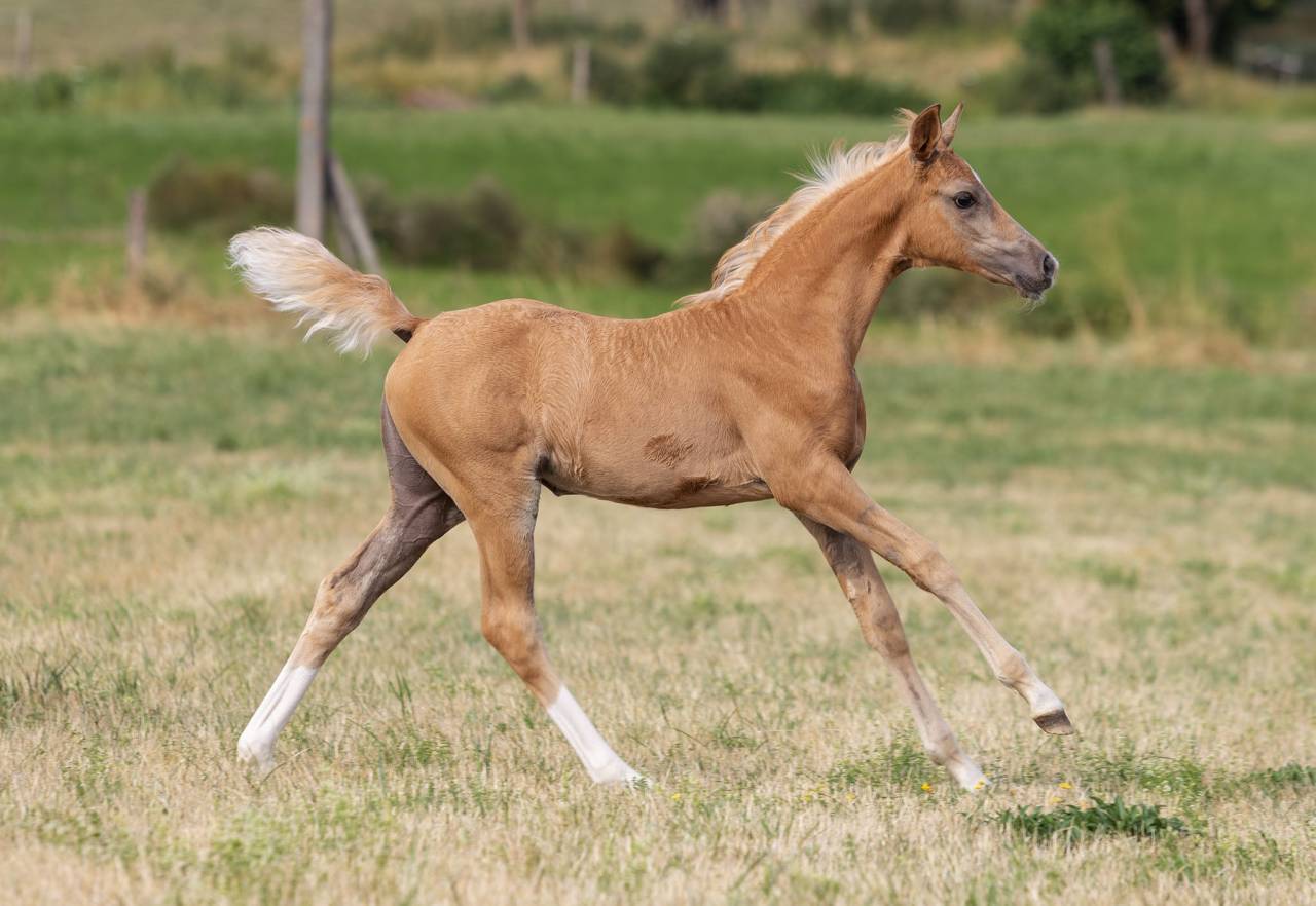 Superbe pouliche palomino 