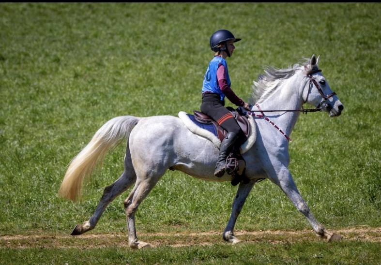 Gentil cheval d&rsquo;ext&eacute;rieur 