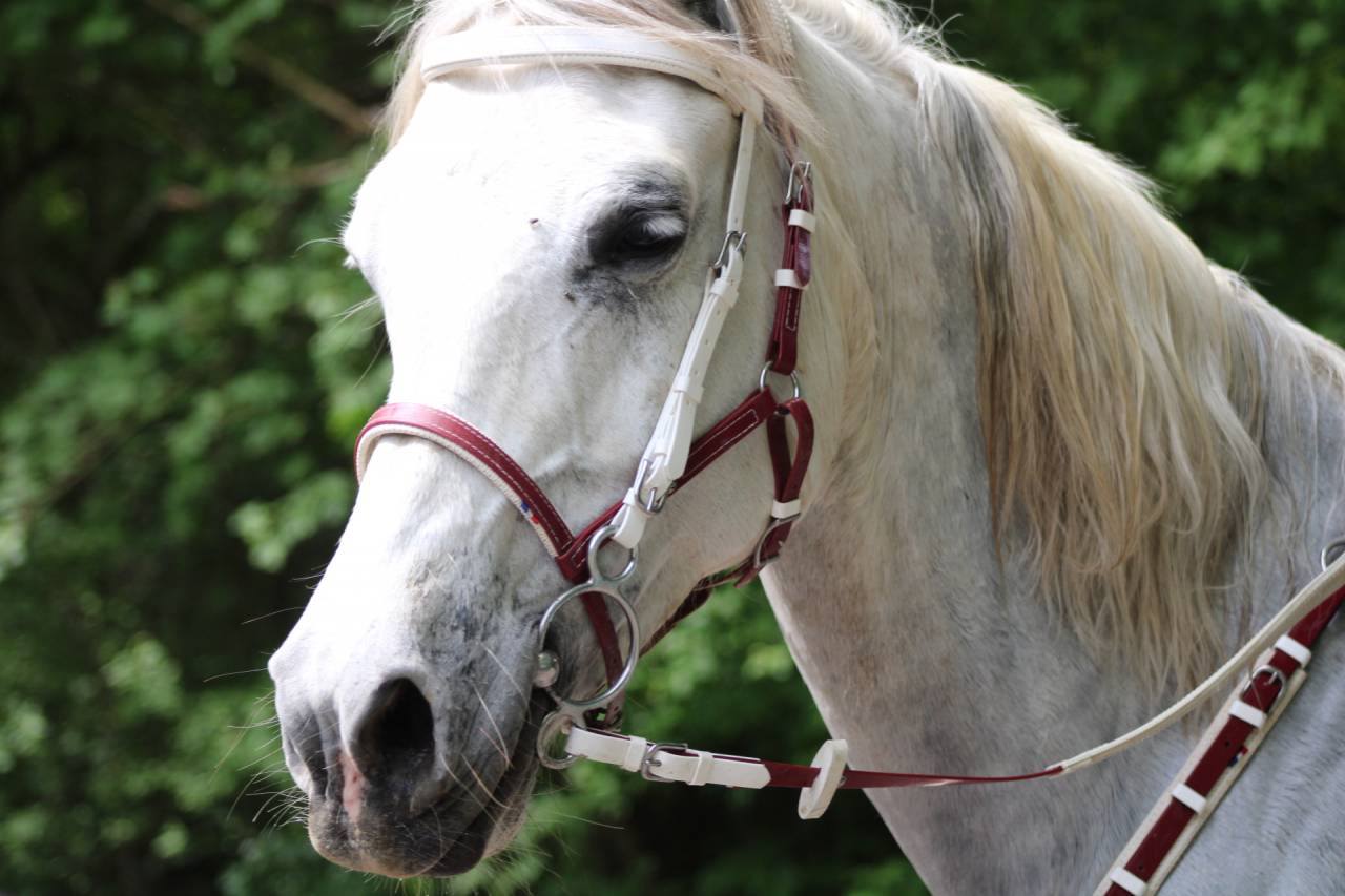 Gentil cheval d&rsquo;ext&eacute;rieur 