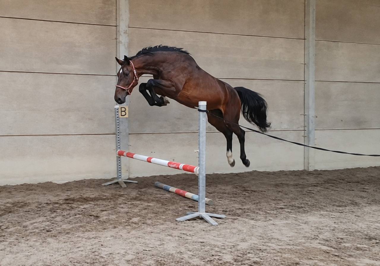 Jument de 3 ans kwpn