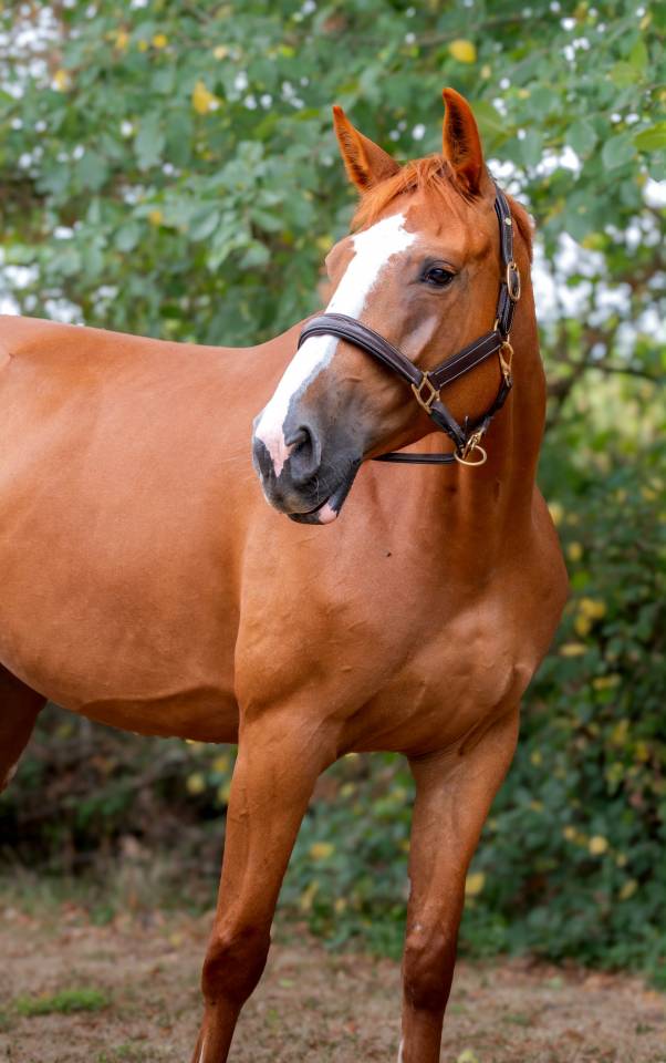 Jument 5 ans , zangersheide