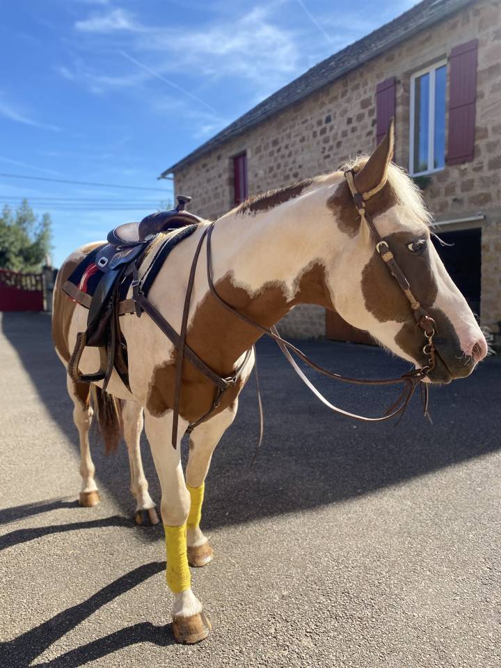 Cheval de loisir