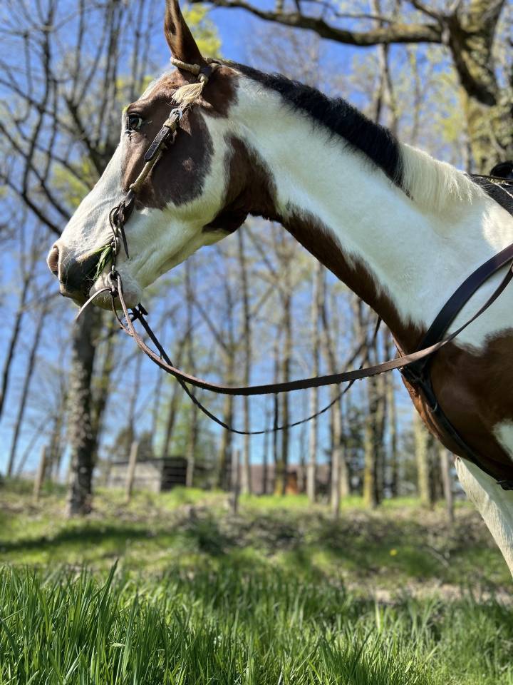 Cheval de loisir