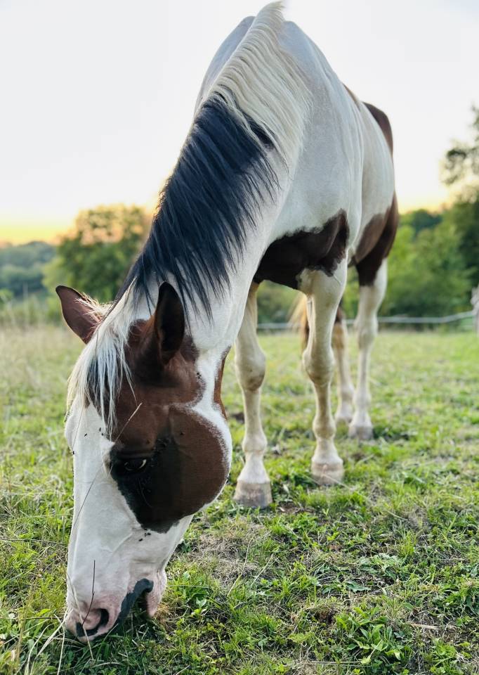 Cheval de loisir
