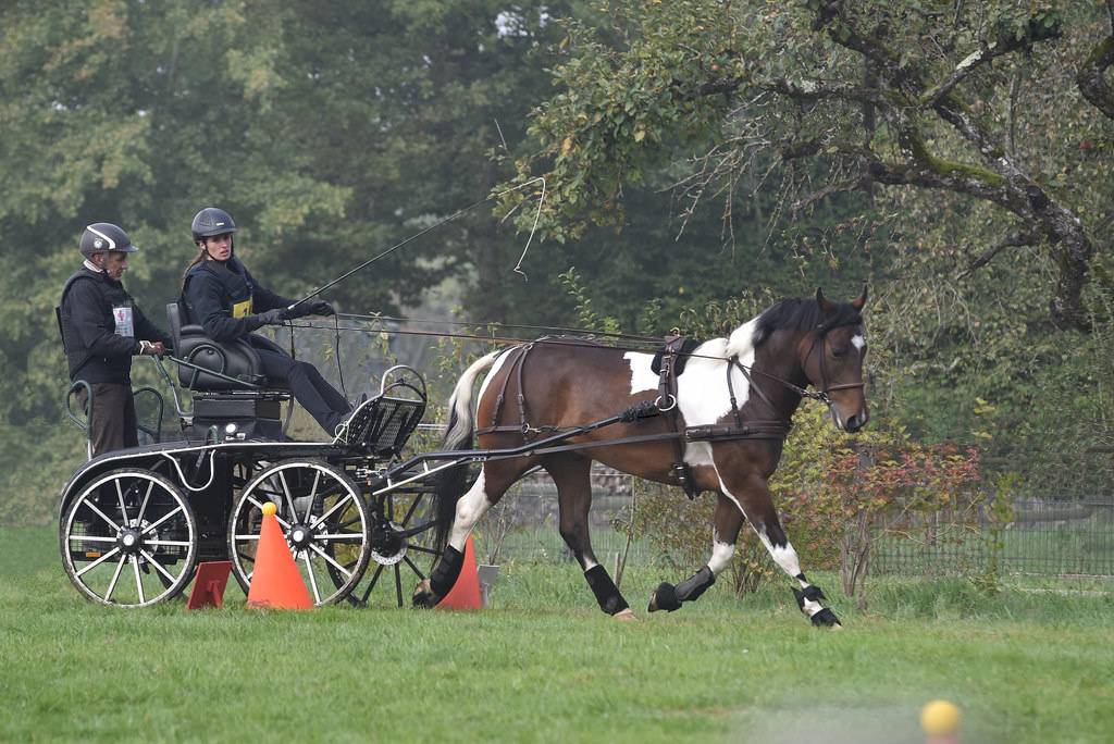 Cheval de loisir 6 ans