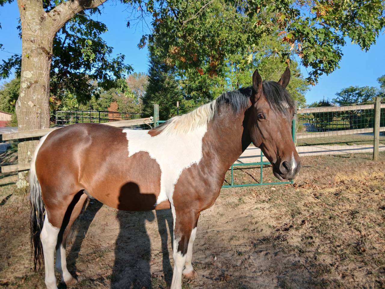 Cheval de loisir 6 ans