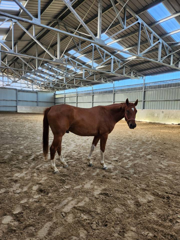 4 ans hongre Canabis d'Albain X Veneur d'Etenclin