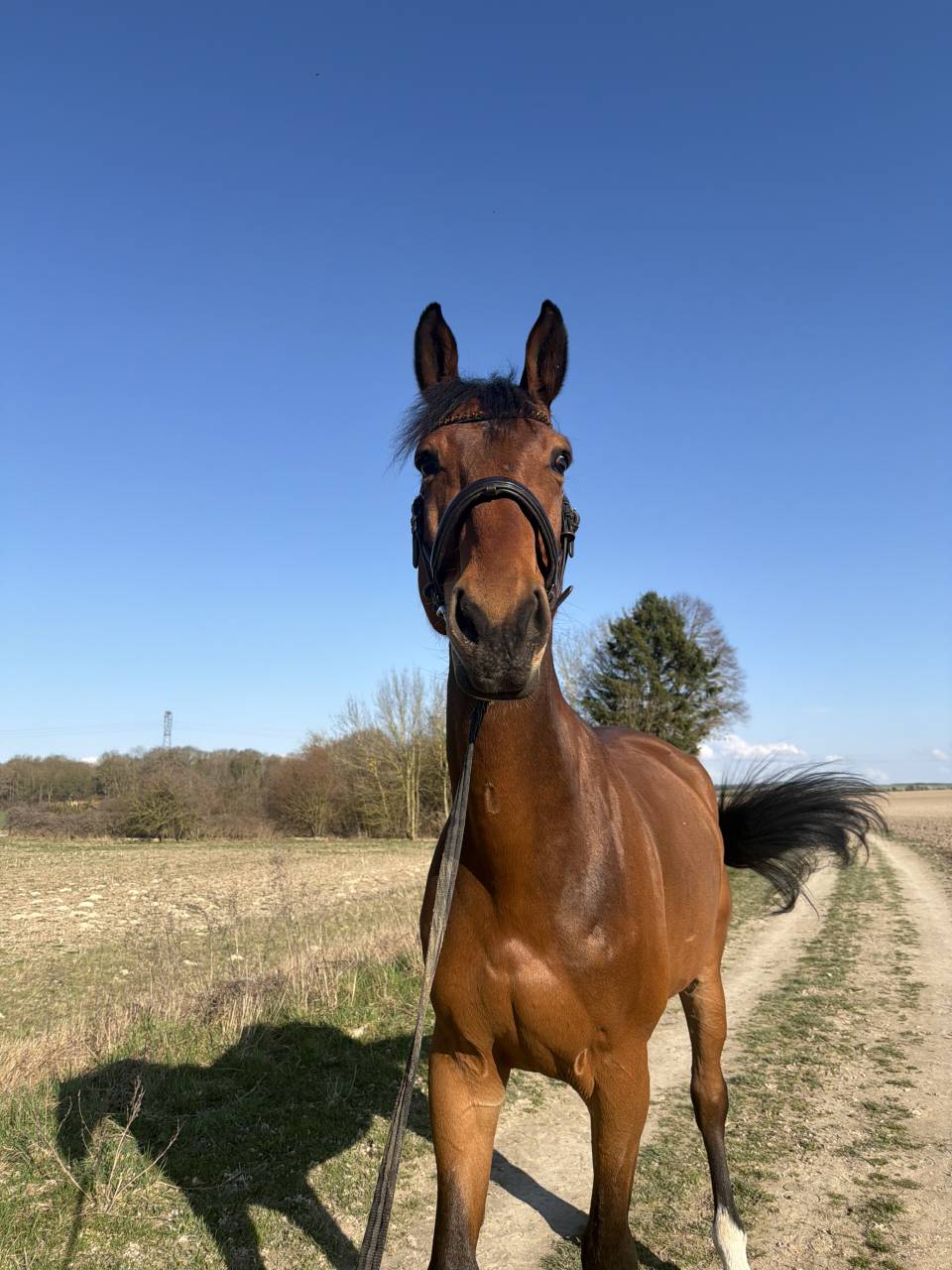 cheval &agrave; vendre : Gavroche de Gineau 