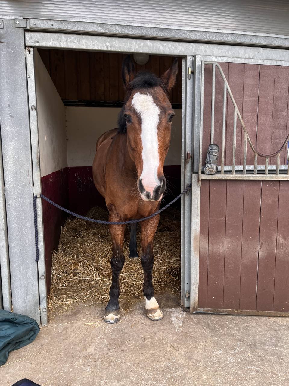 Cheval &agrave; louer 