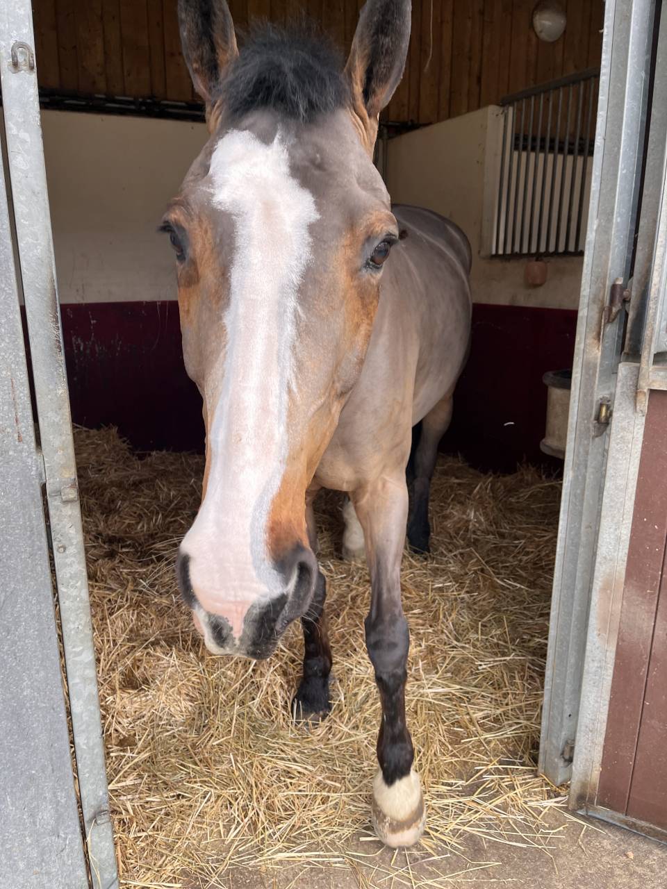 Cheval &agrave; louer 