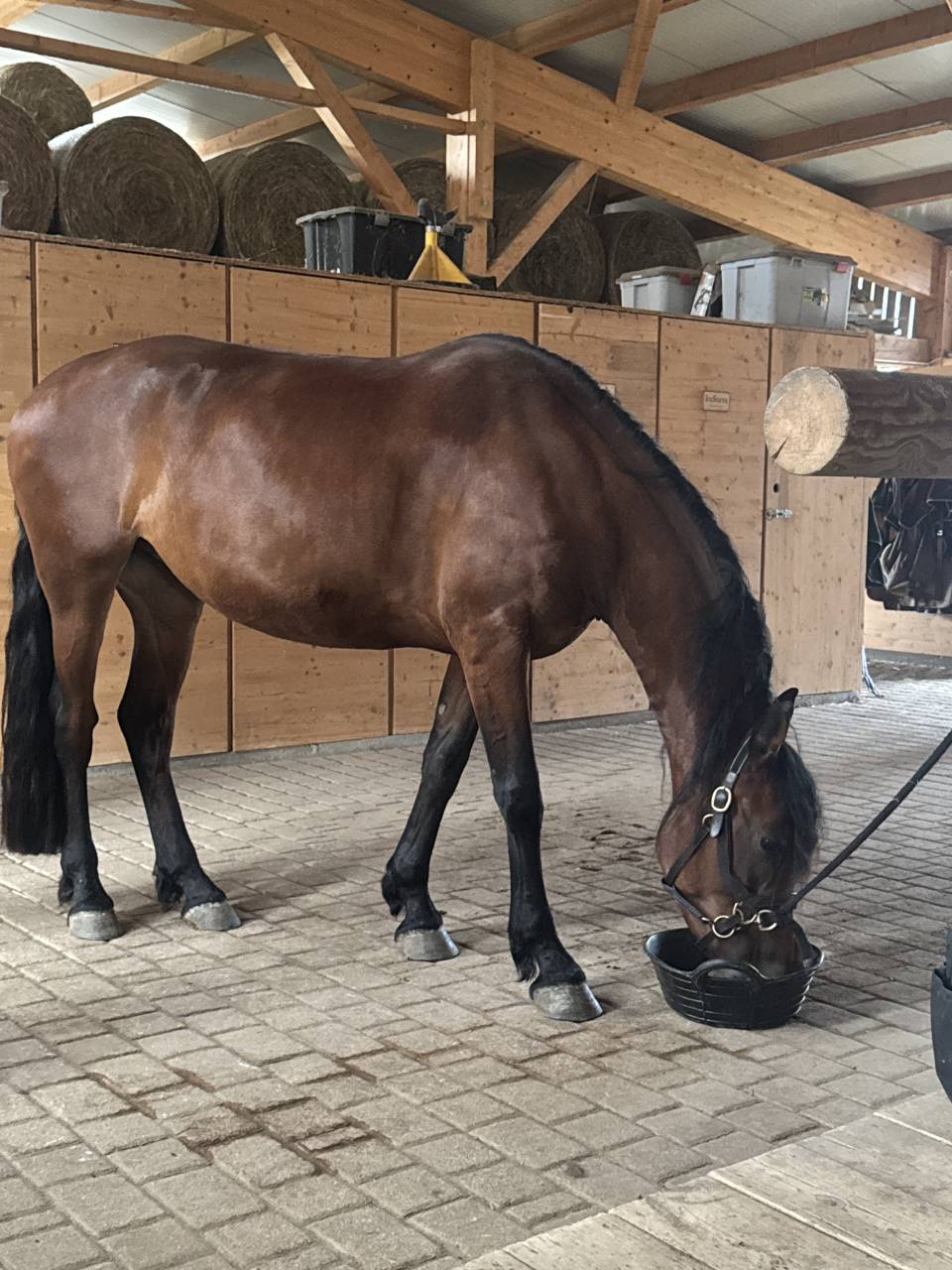 Jument 4 ans Frison-espagnole 
