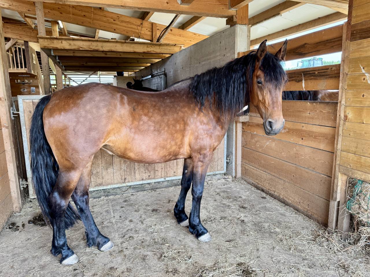 Jument 4 ans Frison-espagnole 