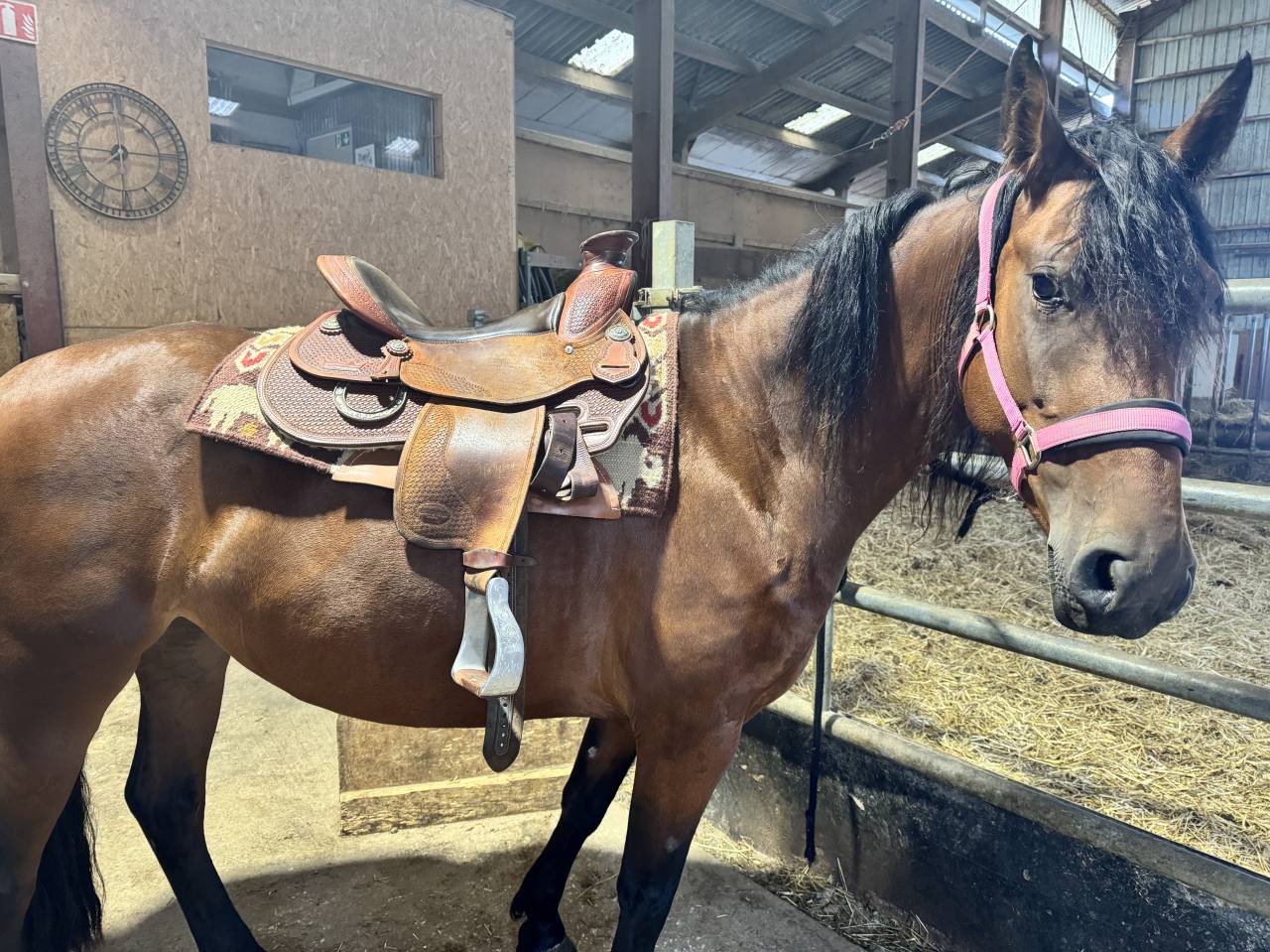 Jument 4 ans Frison-espagnole 