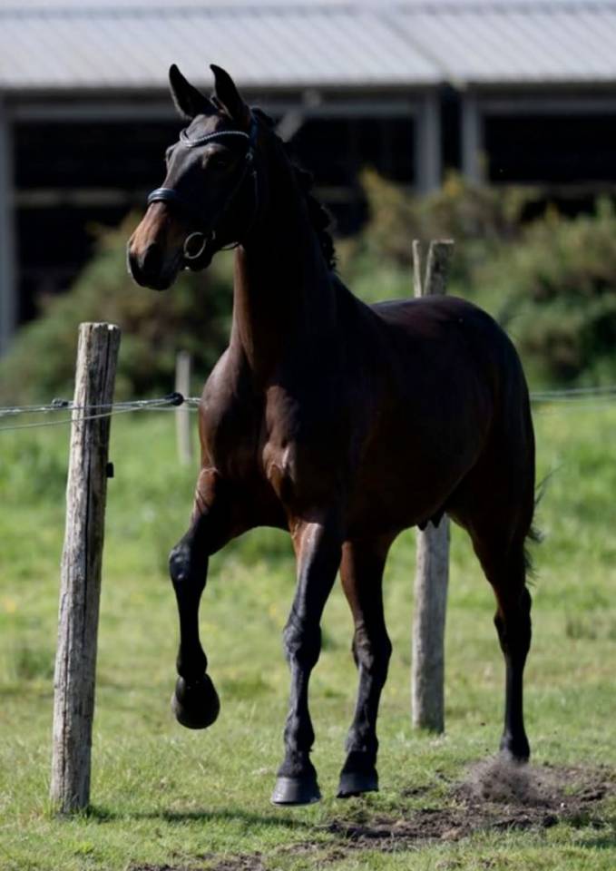 &Agrave; vendre poulini&egrave;re 