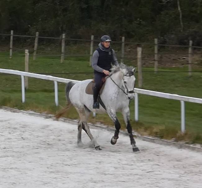 Cheval de CSO-12 ans- Facile, g&eacute;n&eacute;reux avec gros moyens