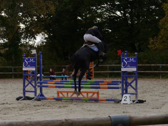Jeune cheval de sport &agrave; vendre 