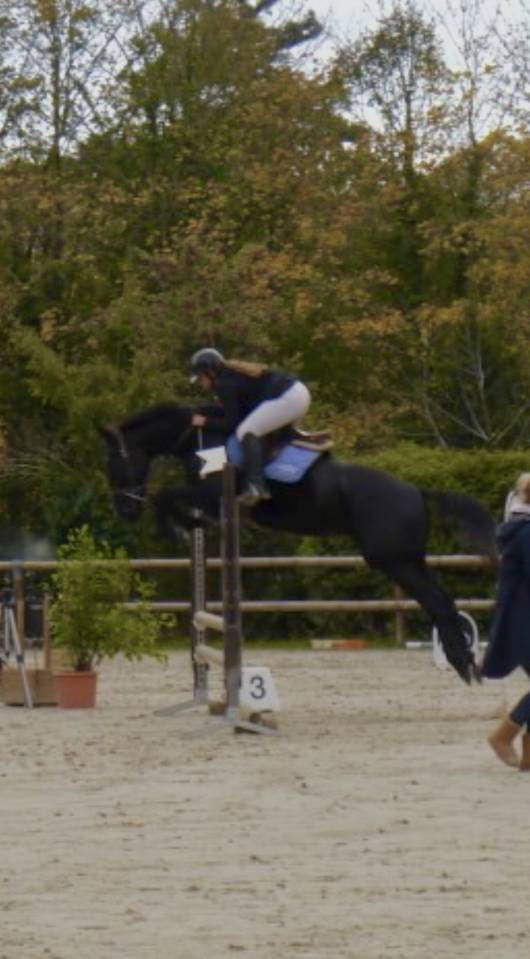 Jeune cheval de sport &agrave; vendre 