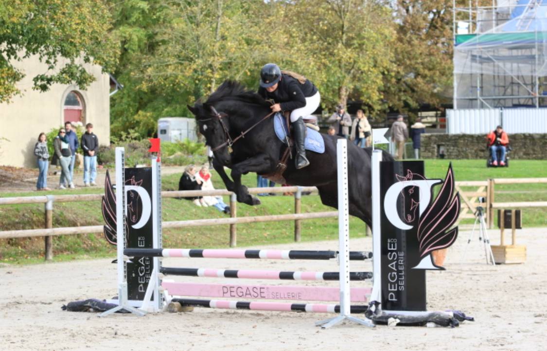 Jeune cheval de sport &agrave; vendre 