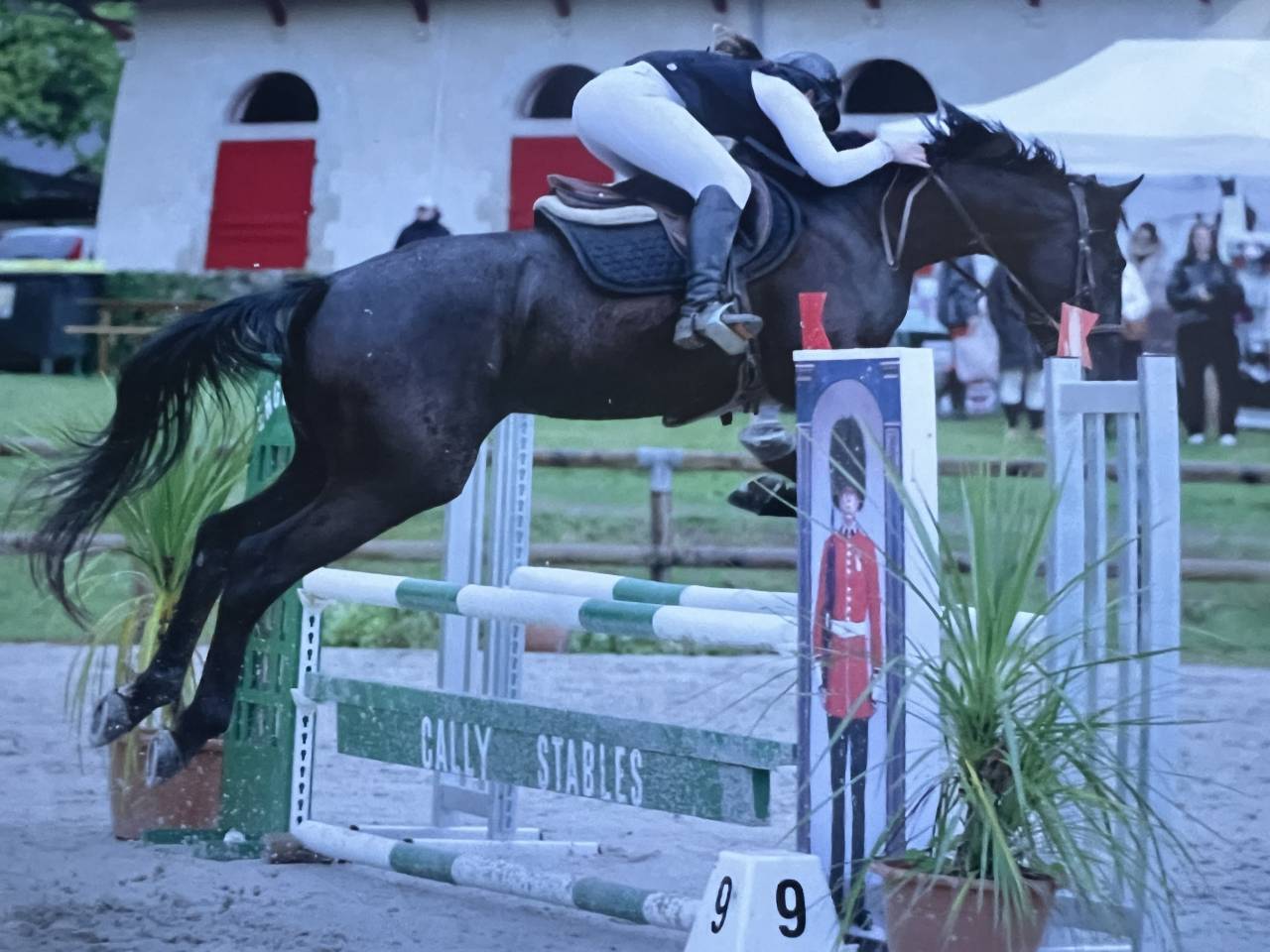 Jeune cheval de sport &agrave; vendre 