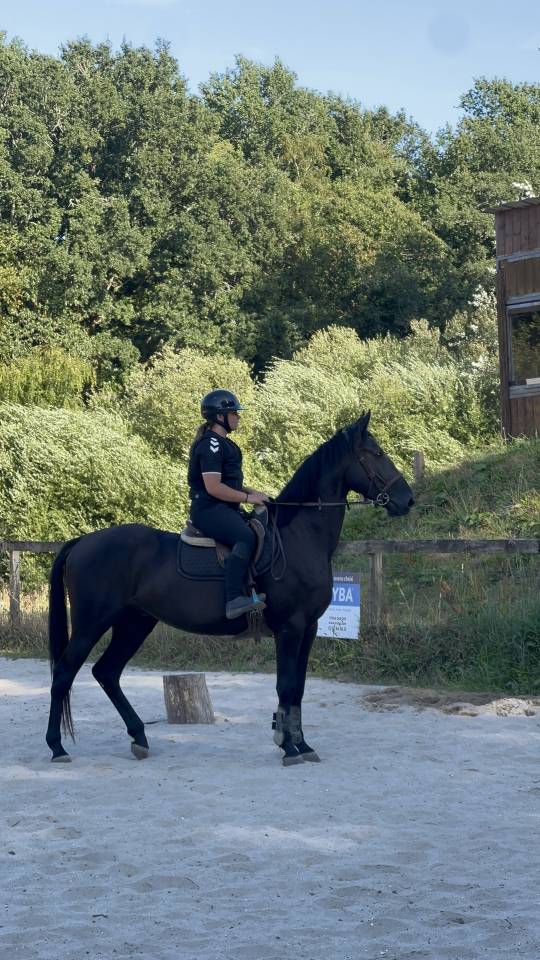 Jeune cheval de sport &agrave; vendre 