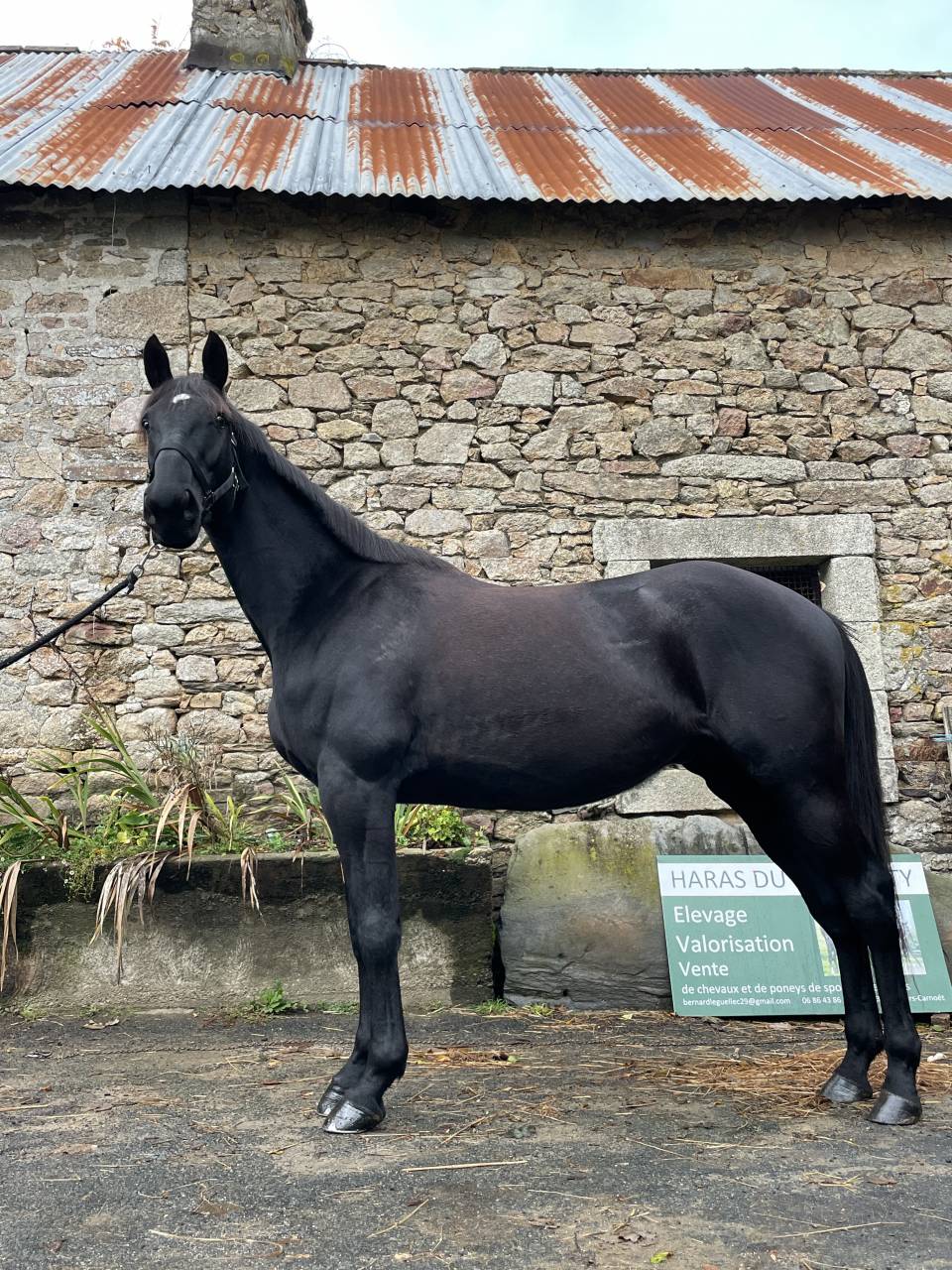 Jeune cheval de sport &agrave; vendre 