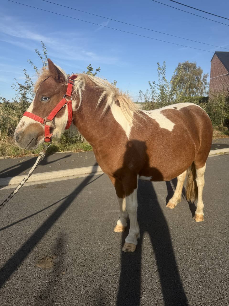 Ponette avec un &oelig;il bleus 