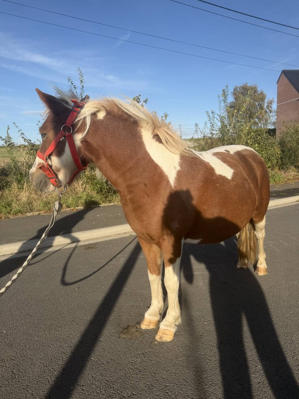 Ponette avec un &oelig;il bleus 