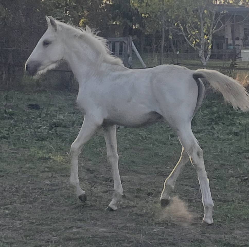 Magnifique palomino pur  lusitanien n&eacute;e oc