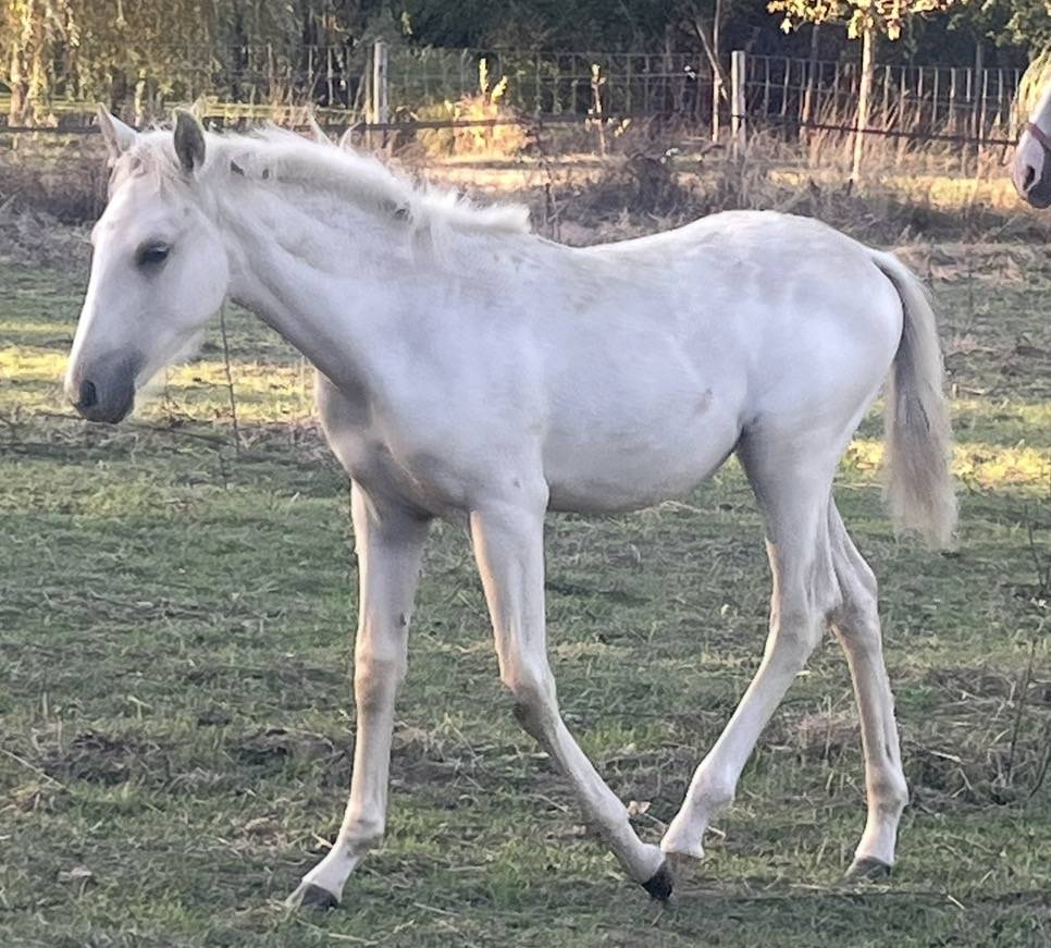 Magnifique palomino pur  lusitanien n&eacute;e oc