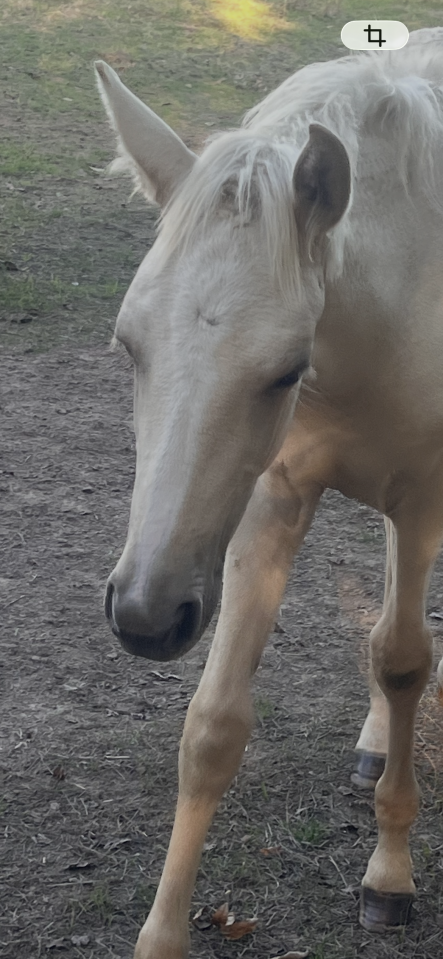 Magnifique palomino pur  lusitanien n&eacute;e oc