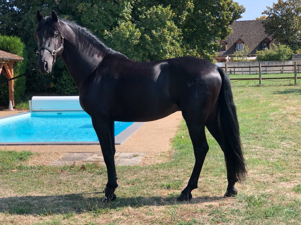 Andujeno P III, entier, pur race espagnole de 10ans