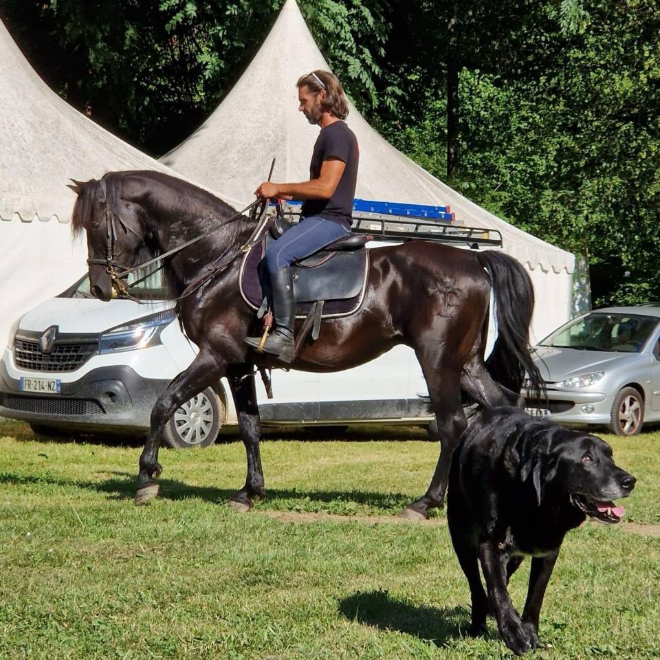 Andujeno P III, entier, pur race espagnole de 10ans