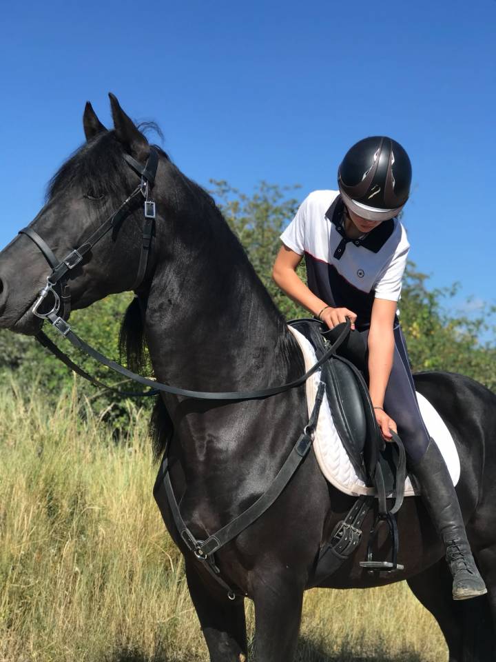 Andujeno P III, entier, pur race espagnole de 10ans