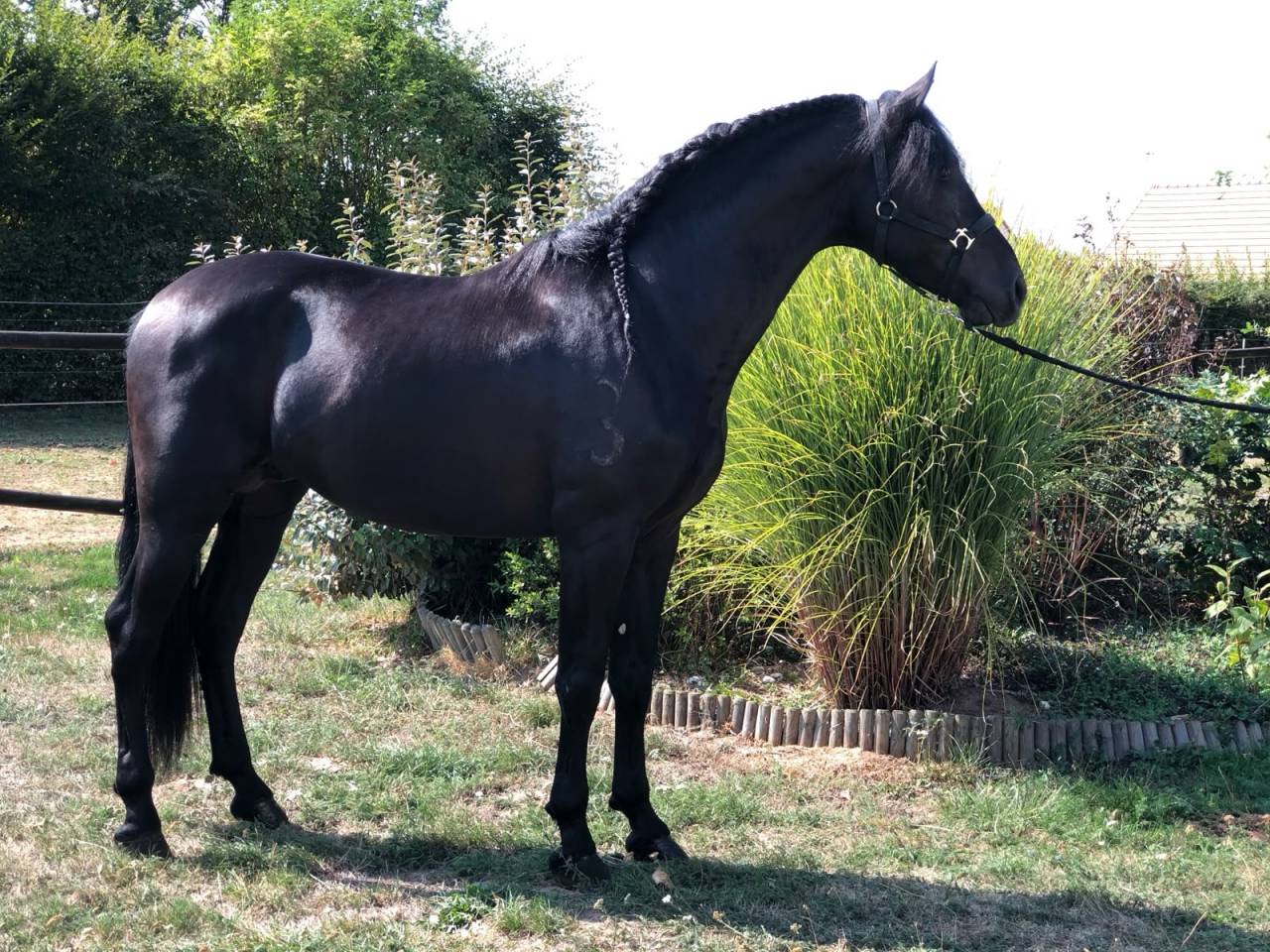Andujeno P III, entier, pur race espagnole de 10ans