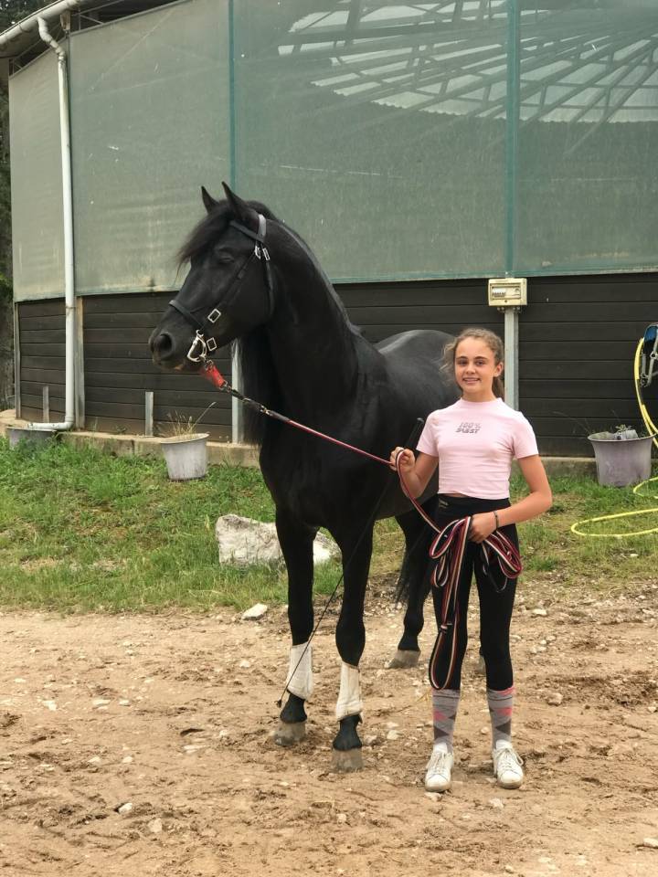 Andujeno P III, entier, pur race espagnole de 10ans
