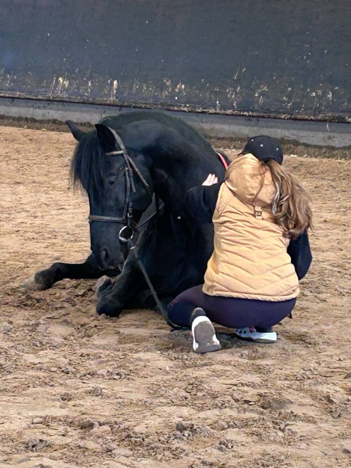 Andujeno P III, entier, pur race espagnole de 10ans