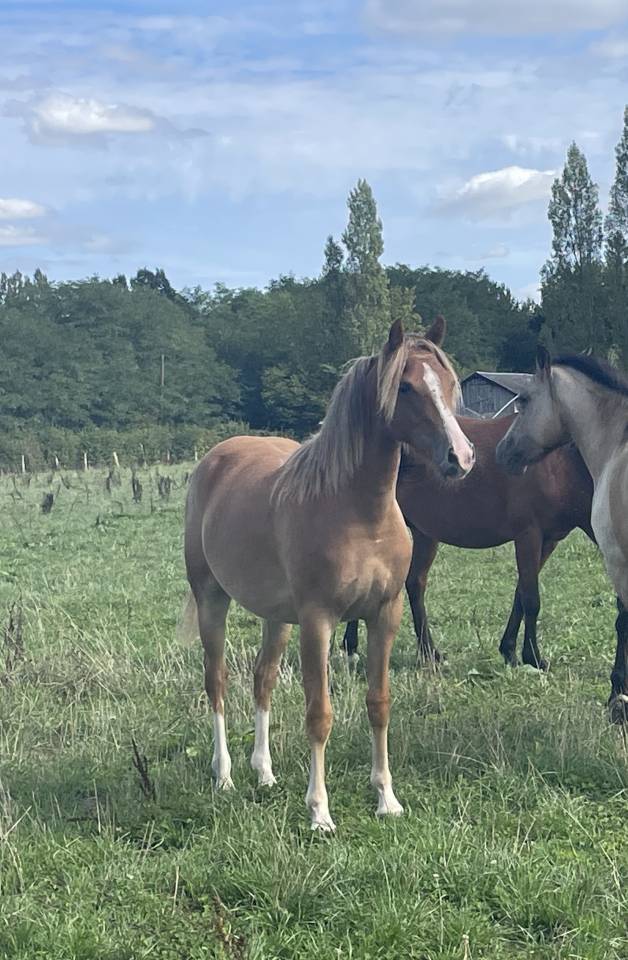 Pouliche PFS 1 an maxi C par Very Star Kerveyer