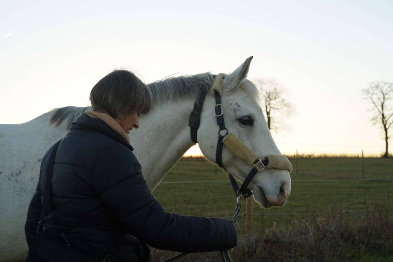 Jument de 17 ans &agrave; placer pour compagnie 