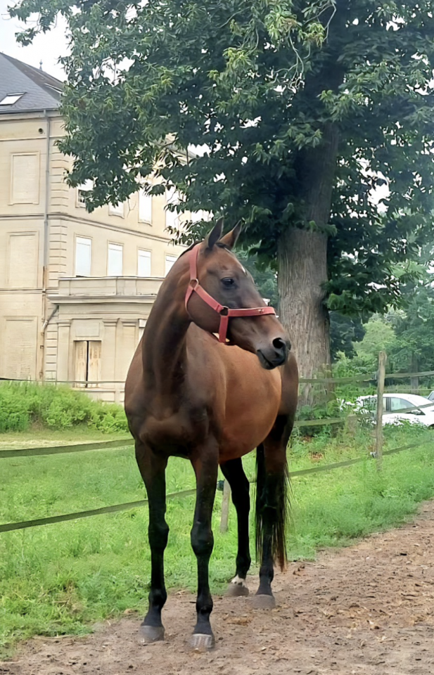 &Agrave; vendre &ndash; adorable jument pour balades / loisirs
