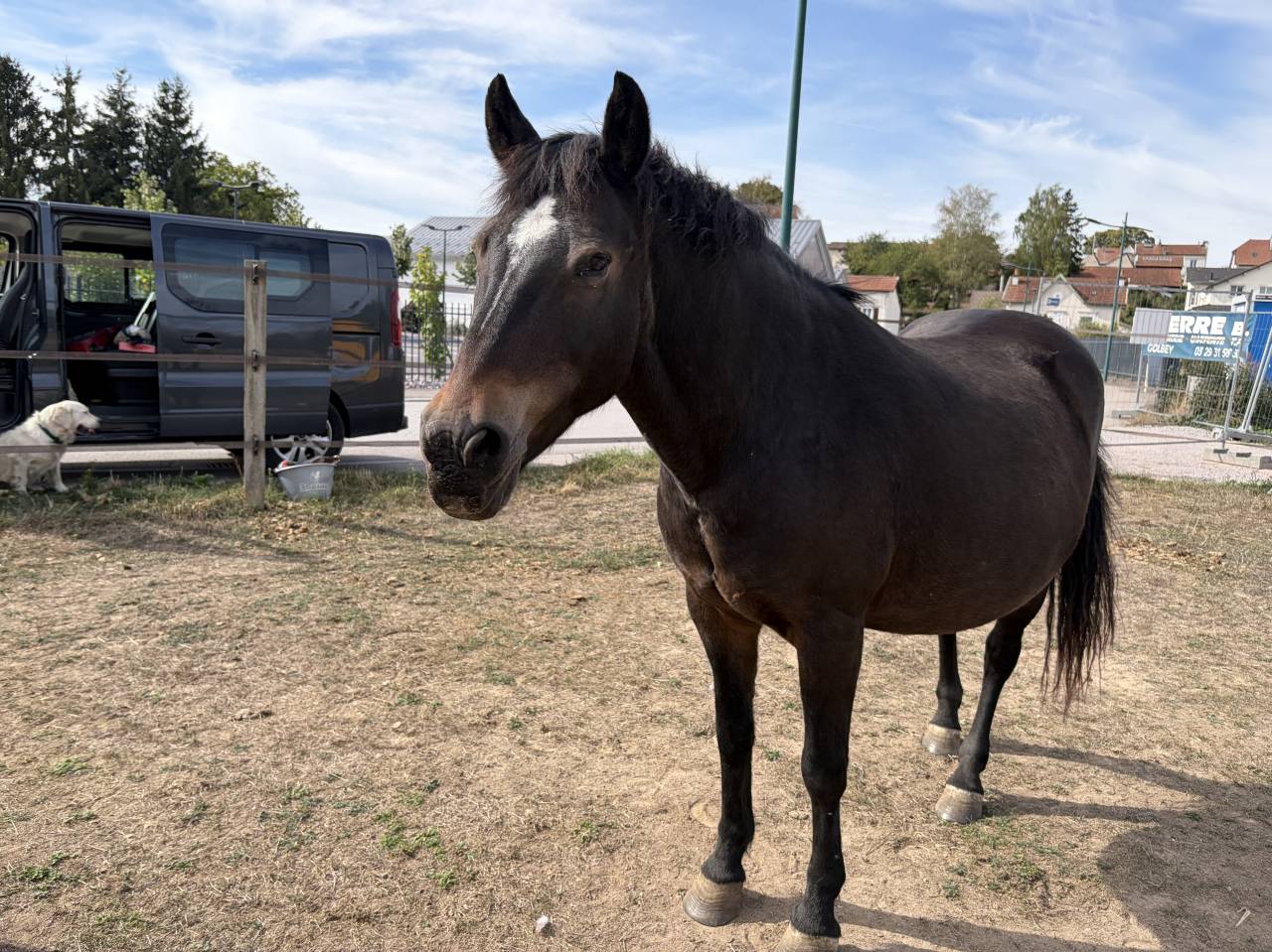 Ponette pleine de Paddynash d&rsquo;haryns