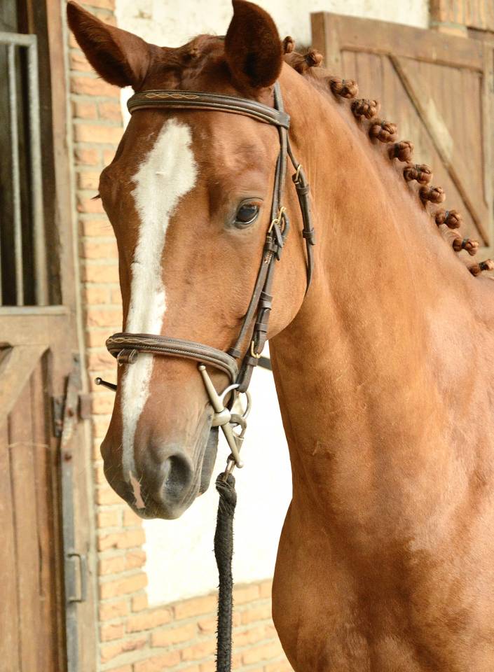 Jument 5 ans Harley vdl x Hemmingway 