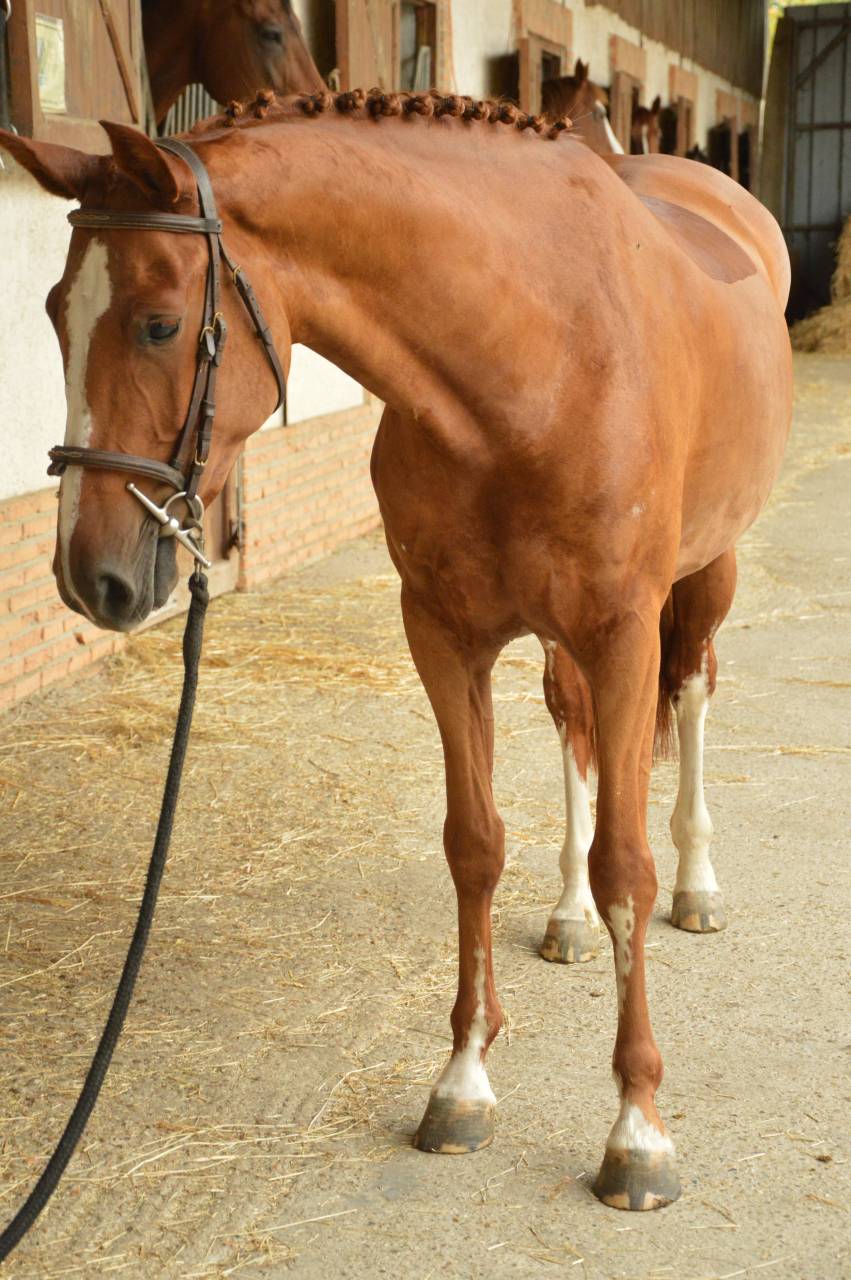 Jument 5 ans Harley vdl x Hemmingway 