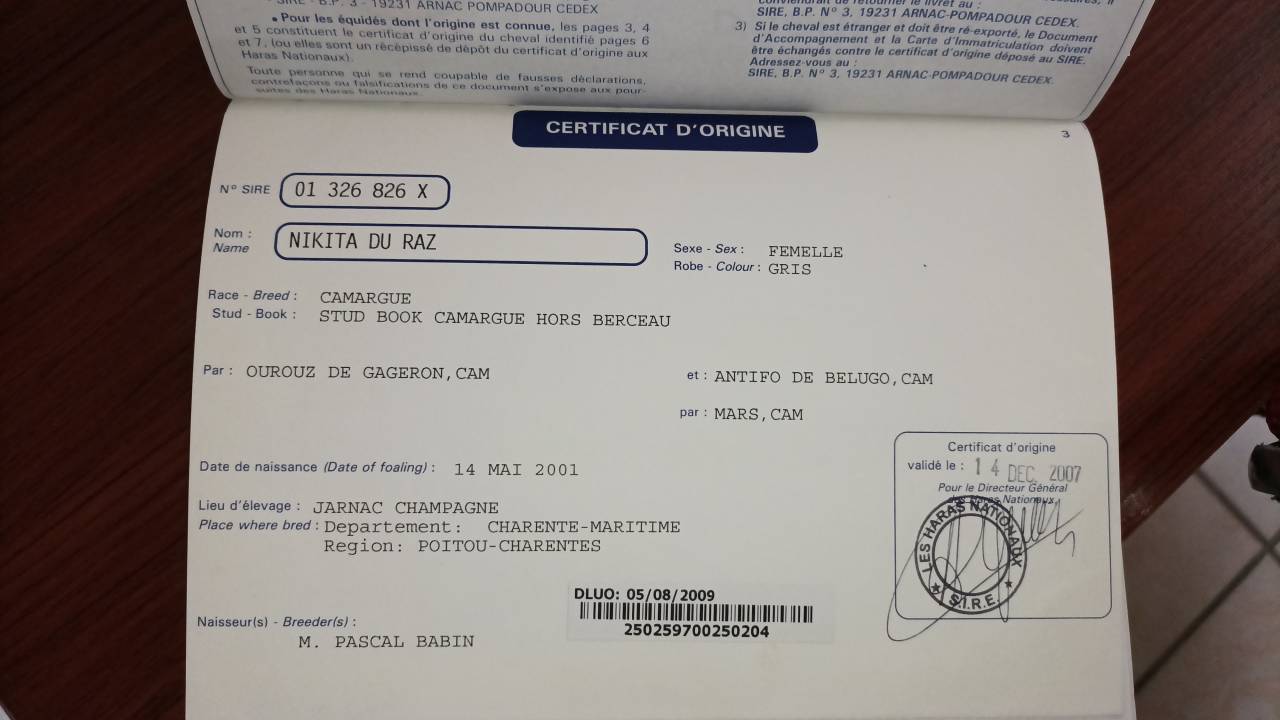 Jument Camarguaise avec papiers 
